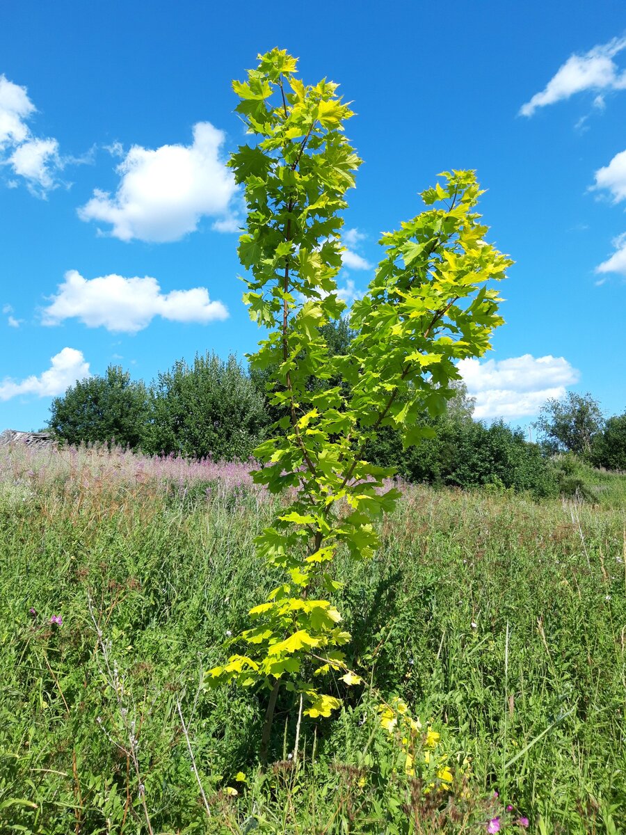Клен остролистный 'Princeton Gold'