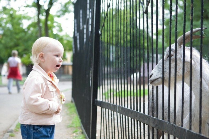 Фото из свободного источника