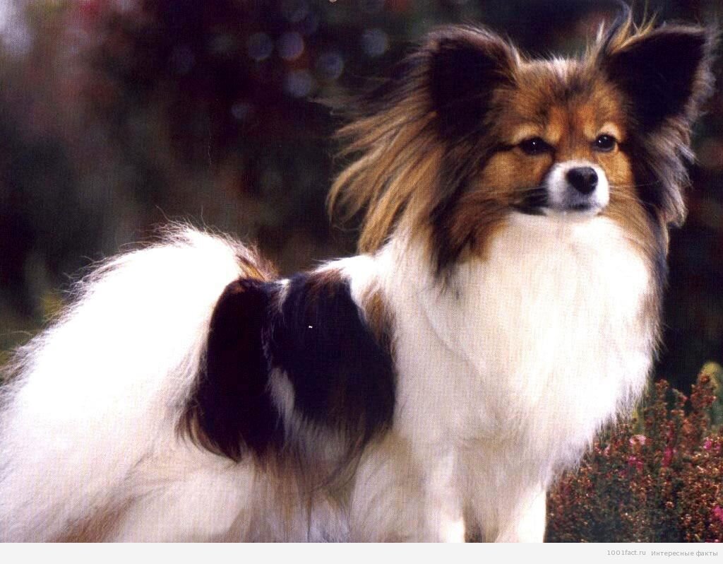 Вельш папильон. Вельш папильон. Спаниель папильон. Папильон размер. Папильон бабочка.