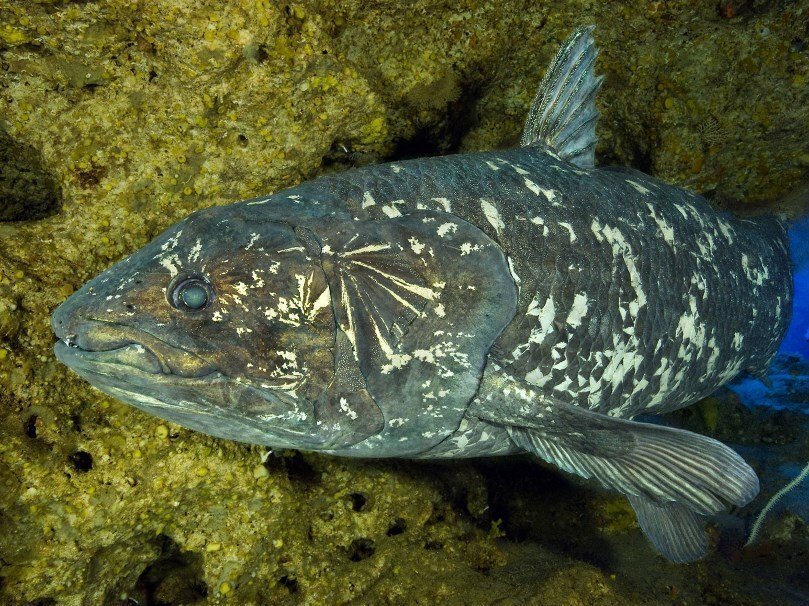 кистеперая рыба латимерия. кистеперая рыба латимерия. латимерия двоякодышащая рыба. коморская латимерия latimeria chalumnae. целакант латимерия.