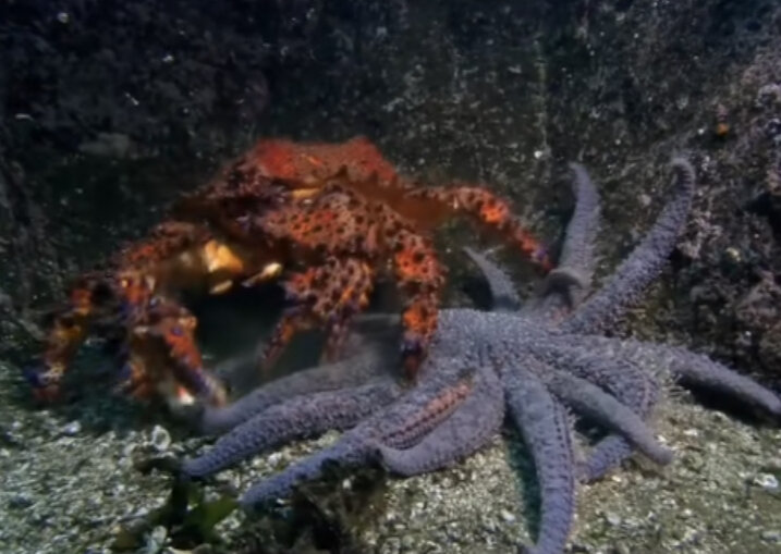 Он набрасывается на морскую звезду и отрывает ей одну или две ноги которые он съест.  После чего уходит отпуская морскую звезду. При этом с ней все будет нормально.  Она без проблем отрастит утерянные конечности и будет жить дальше. 