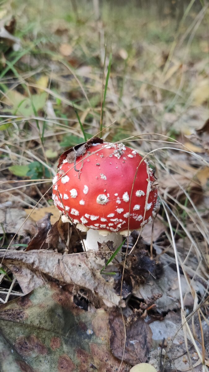 Очень люблю в лесу мухоморы