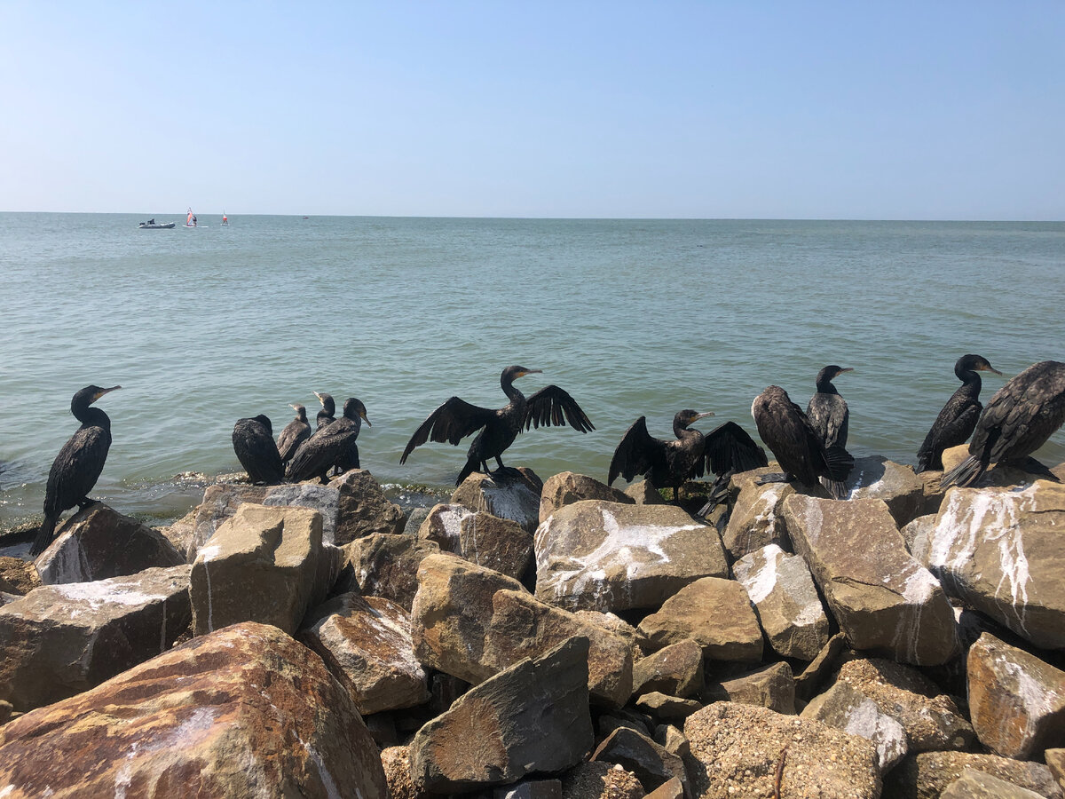 Фото из личного архива. И снова бакланы.