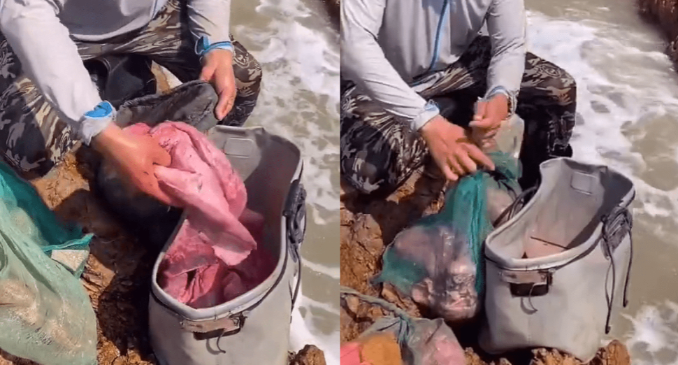 Свиной закорм