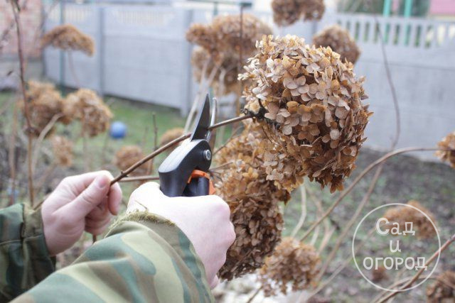 Гортензию нужно обрезать, снимая засохшие соцветия