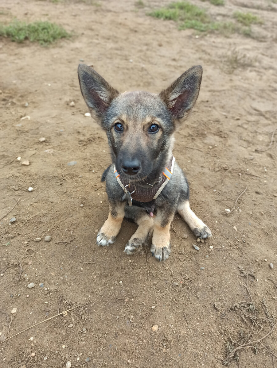 Неизвестно, как животные понимают людей, только они их, вне всякого сомнения, понимают.