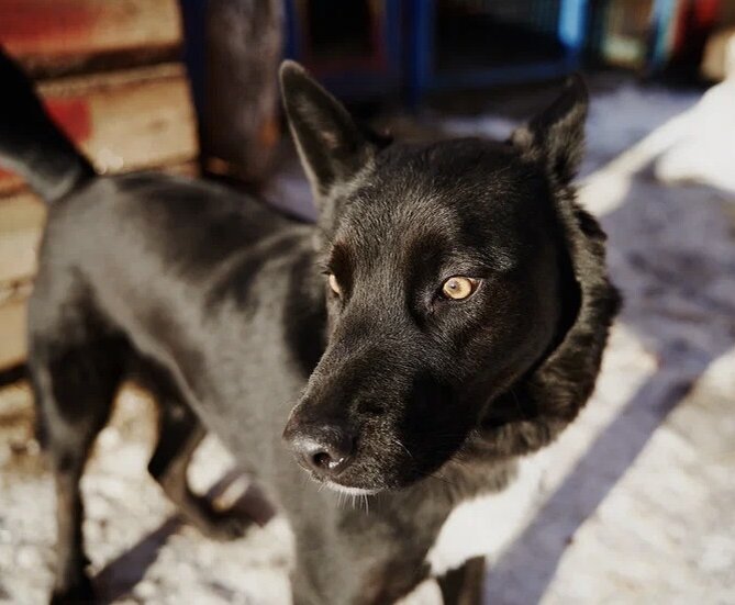 Черныш в приюте ждёт семью 