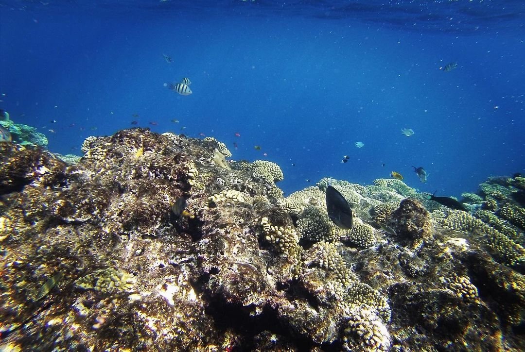 Море в шарм эль шейхе сейчас. Шарм эш шейх снорклинг. Египет море шарм-эль-шейх. Море в шарм эль шейхе сейчас. Шарль эль шейх.