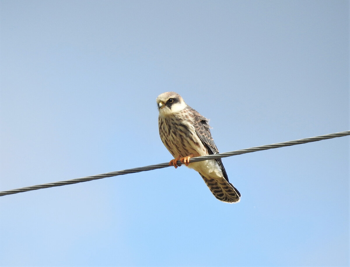 Молодой кобчик, краснокнижная птица, определить которую помогли в iNaturalist, фото автора