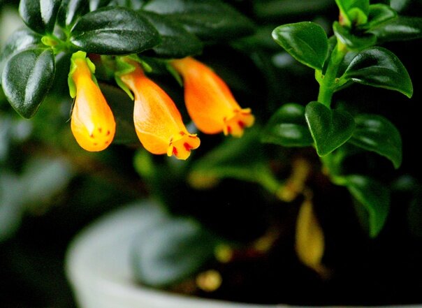 Нематантус. Фото автора masteritayaplants