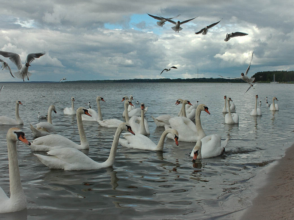 Где находится белый лебедь в каком городе. Лебяжье озеро в Евпатории. Сасык Сиваш Лебединое озеро. Лебединое озеро Крым Евпатория. Озеро Сиваш Лебединое озеро.