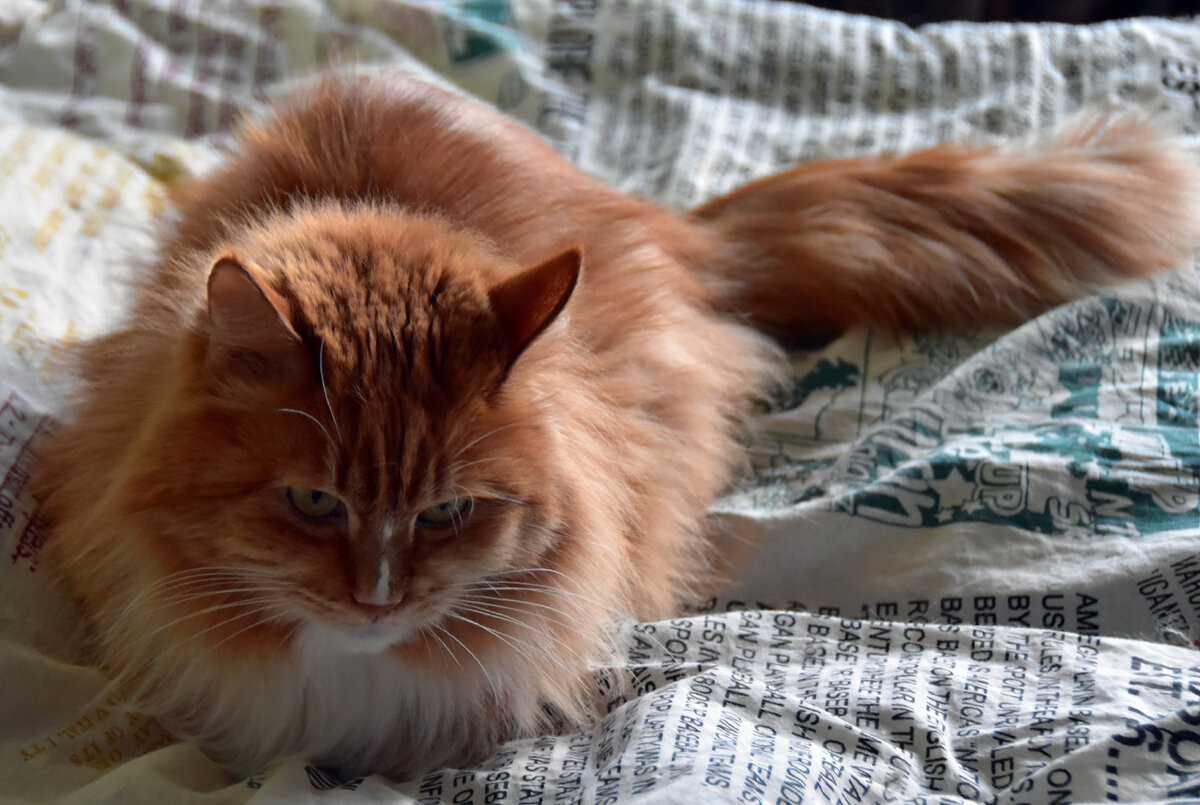 Лис сегодня