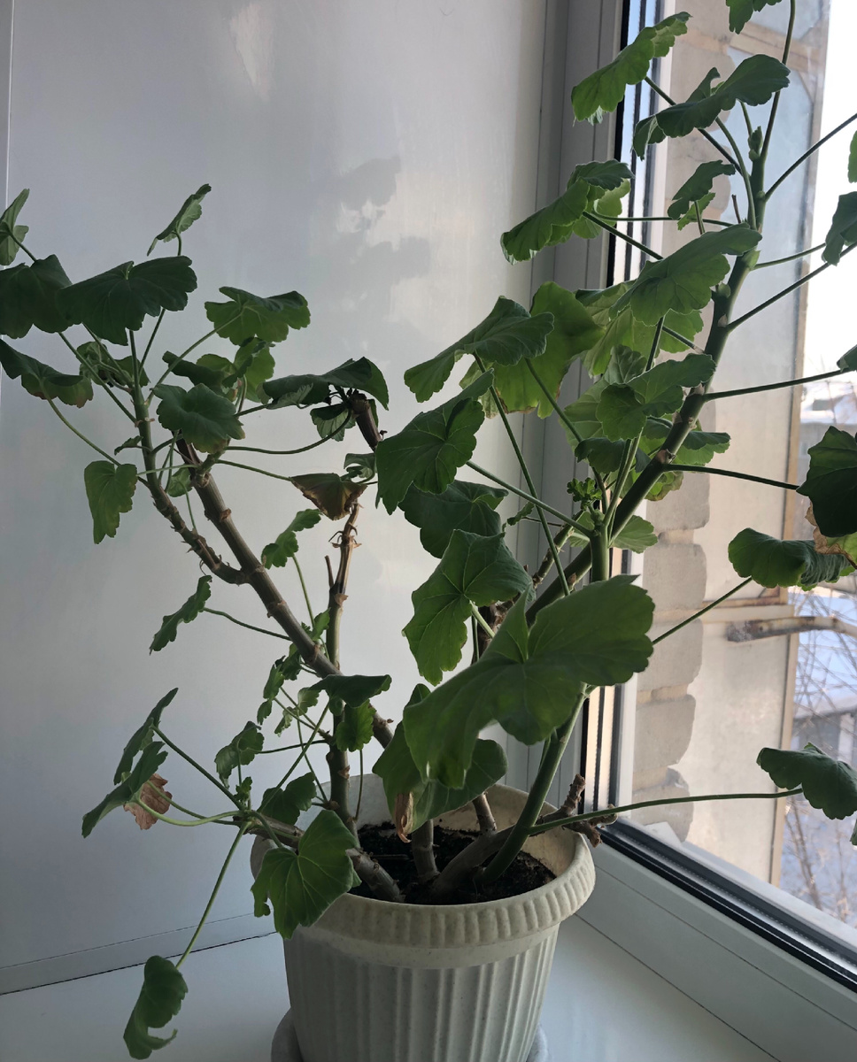 Пеларгония зимой без ламп - жалкое зрелище 