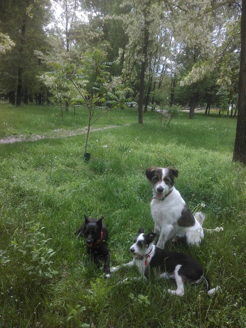 Ярилка на прогулке с друзьями