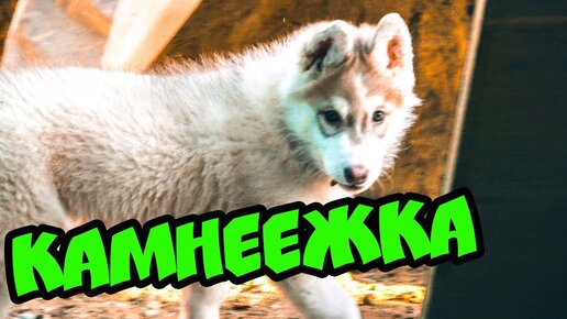 Хаски бублик песня бублика Хаски бублик песня бублика
