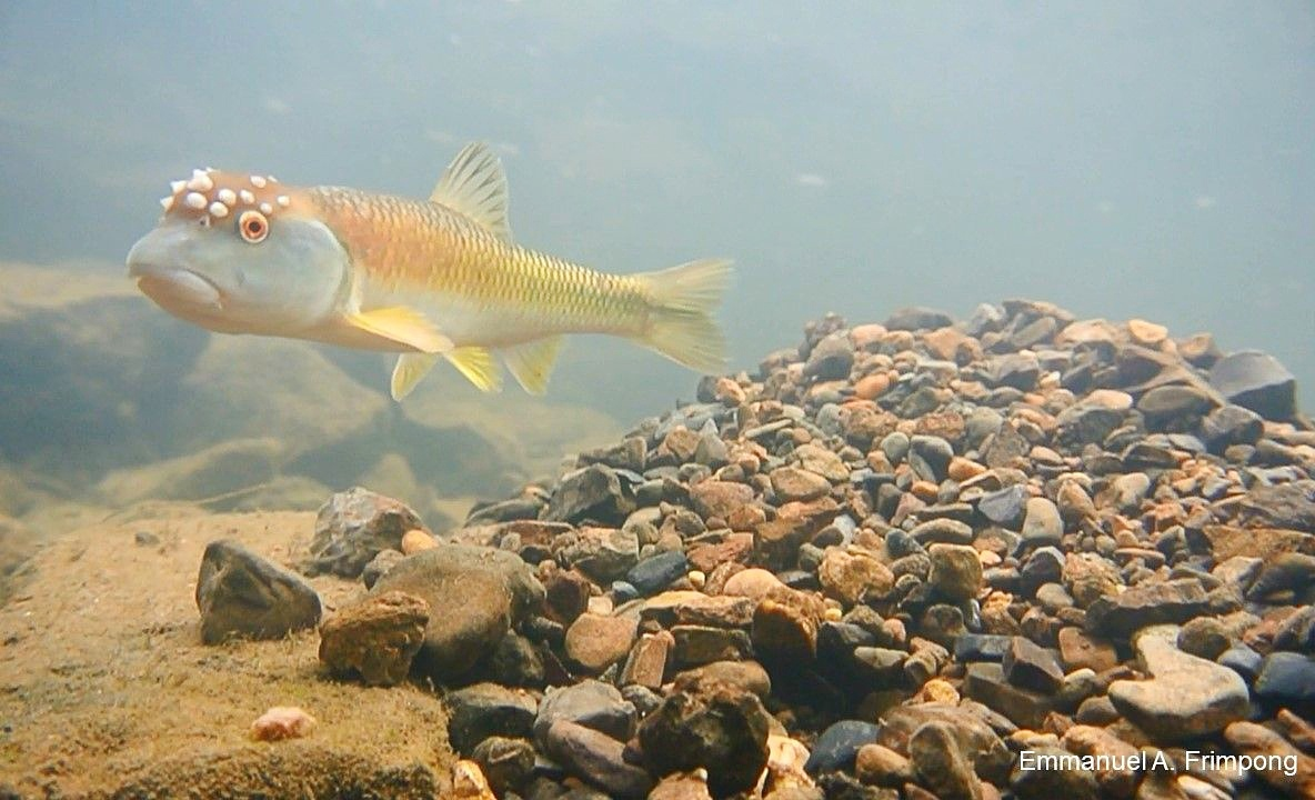 — Здравствуйте, вы продаёте камни?
— Нет, только показываю
— Красивое. 