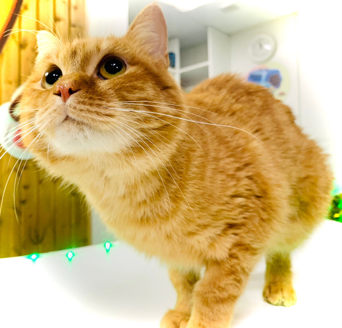 Красивая мордочка 