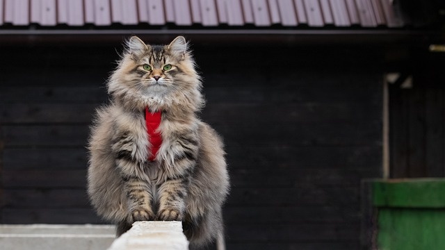 Кошка Сибирская