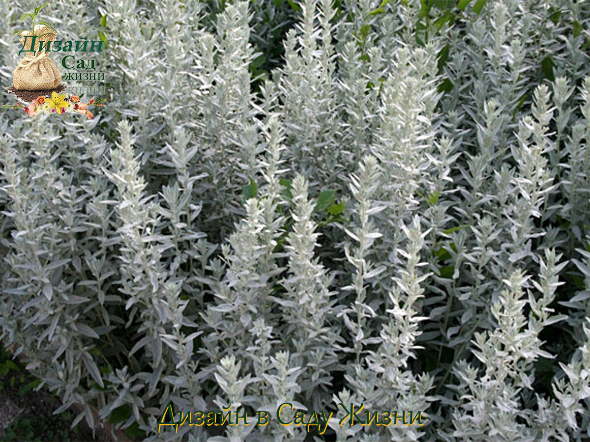 Полынь пурша (Artemisia purshiana)