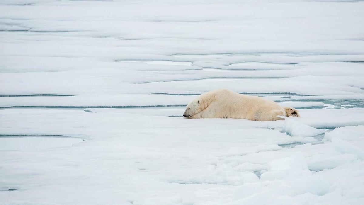 Белые медведи тоже были добычей "Надежды". Фото: Ярослав Никитин