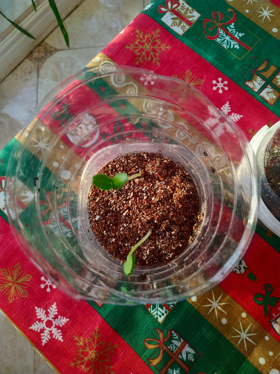 После полива подсыпаем сухой грунт (до семядольных листьев)