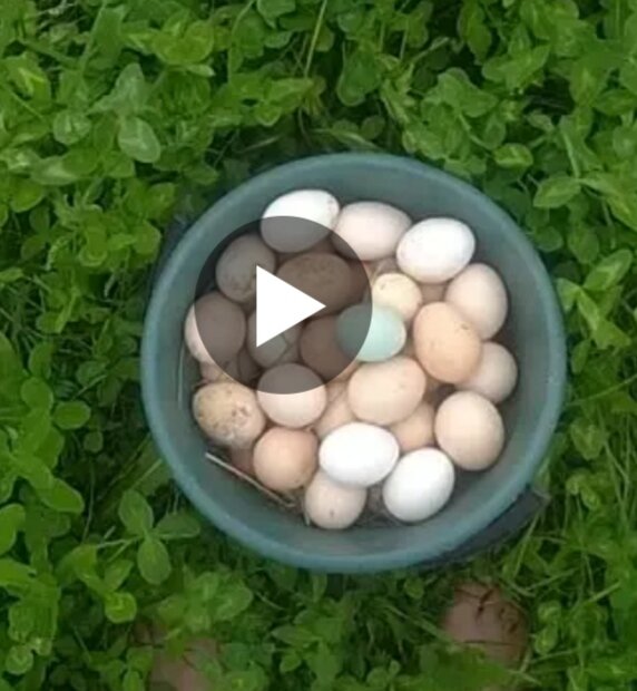 Полные яиц ведра зимой и летом. 