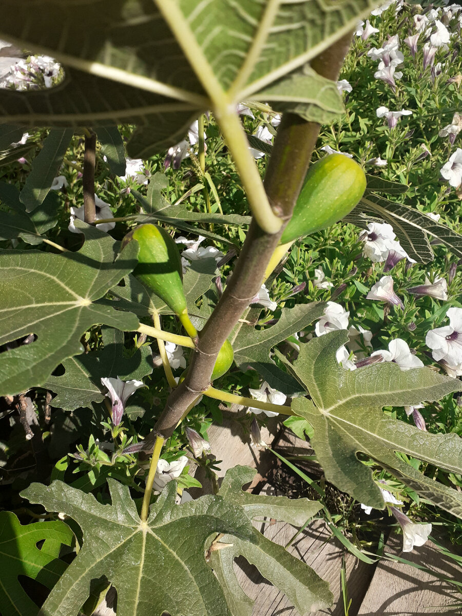 Инжир Вердино (Ficus carica Verdino) С6 — Питомник Летний сад