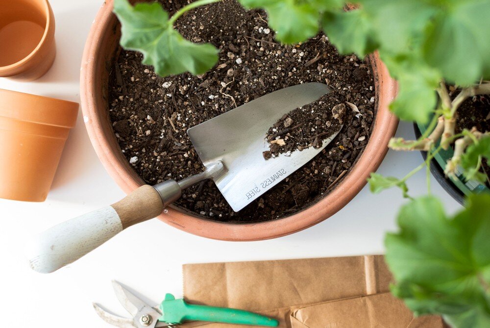 Правильное размножение Герани черенками - важные моменты