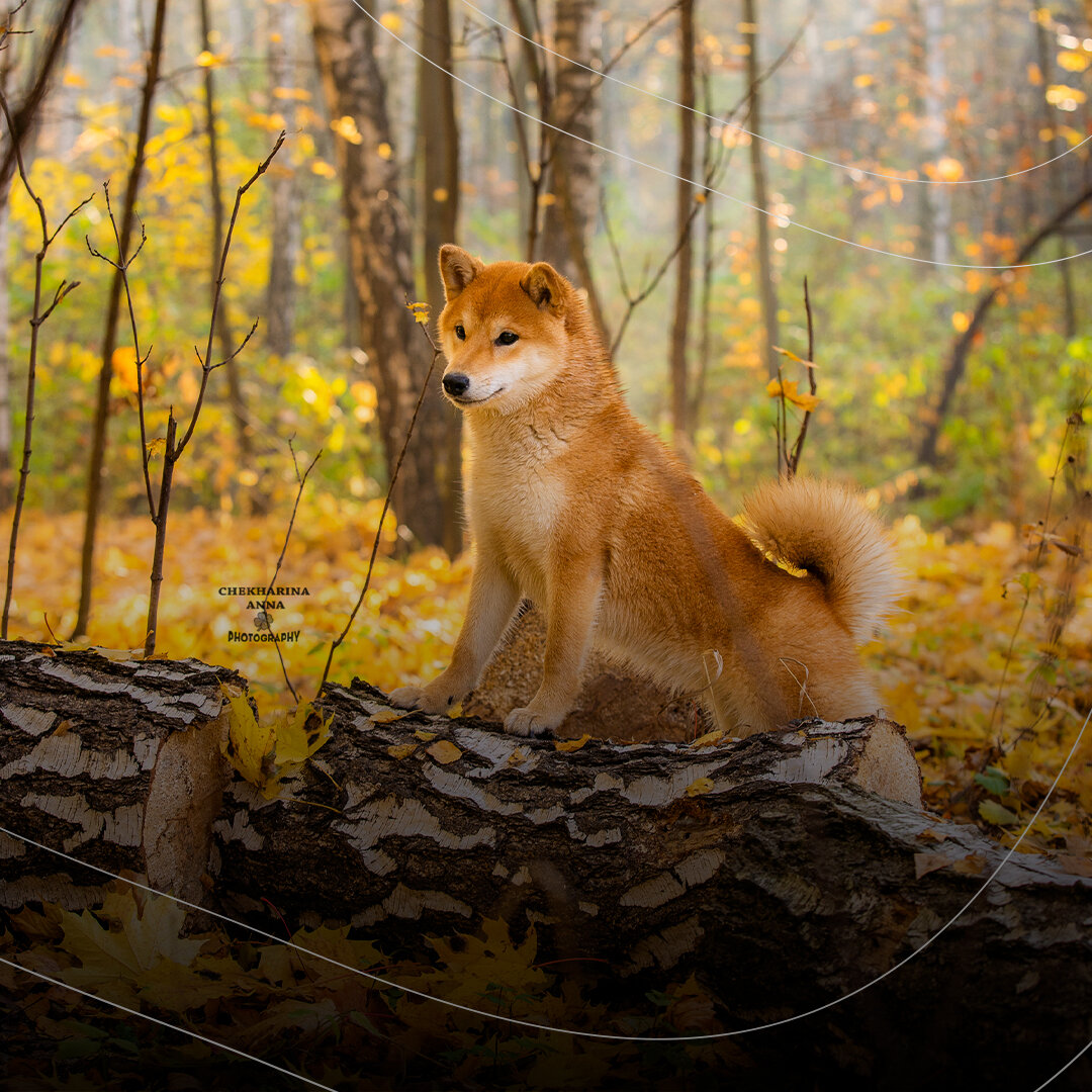 Фотография предоставлены питомником Demishstar