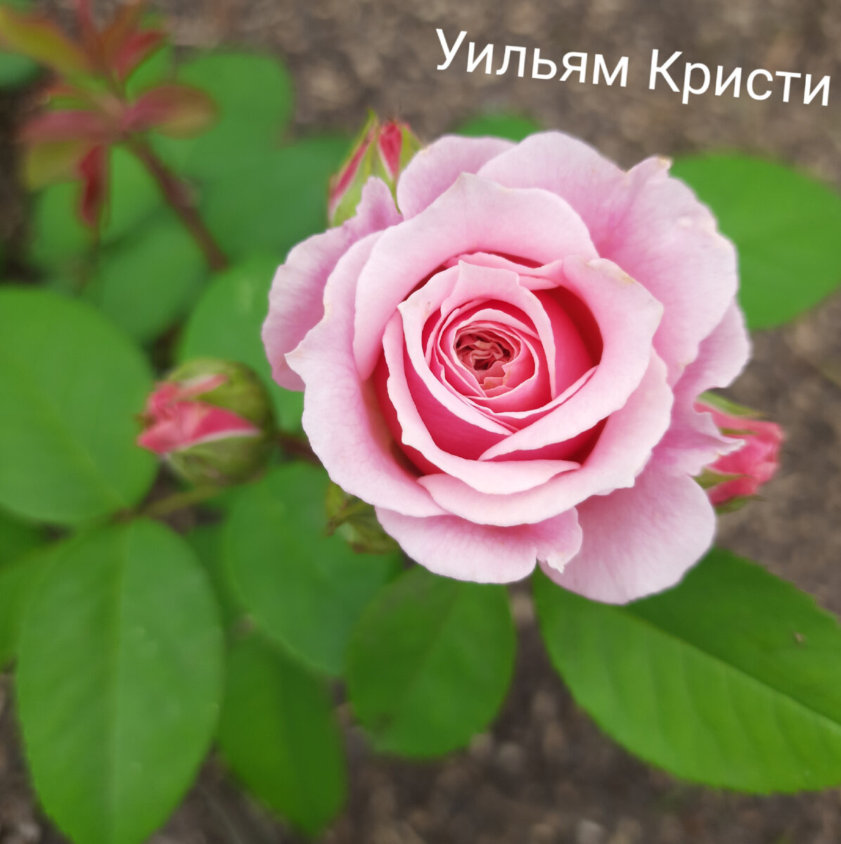 Уильям Кристи - начало цветения. До чего же красив, согласитесь!