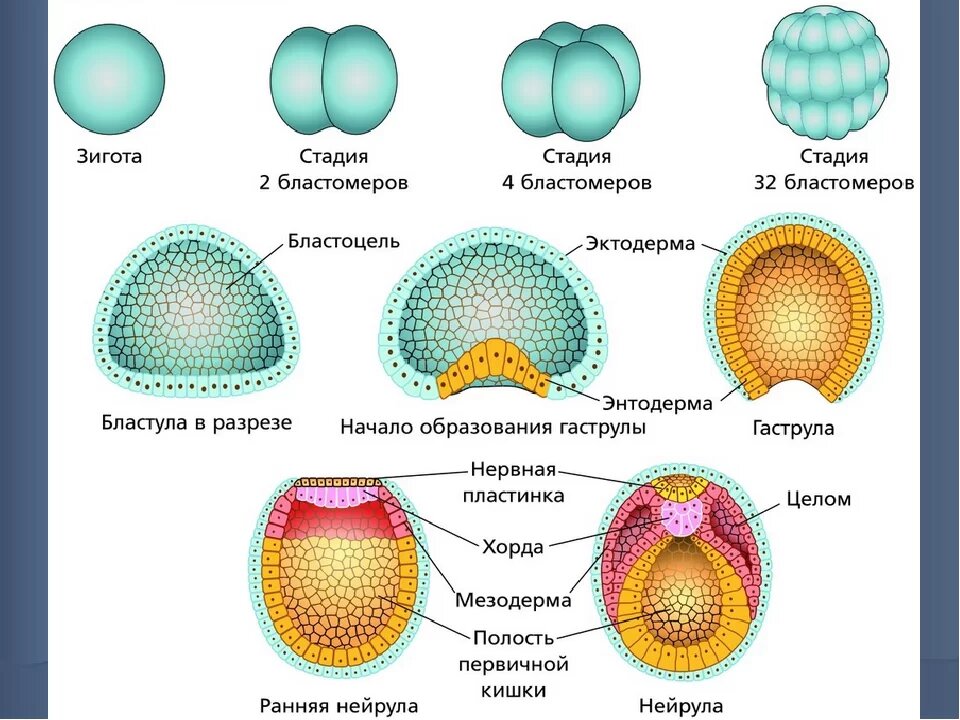 Органогенез