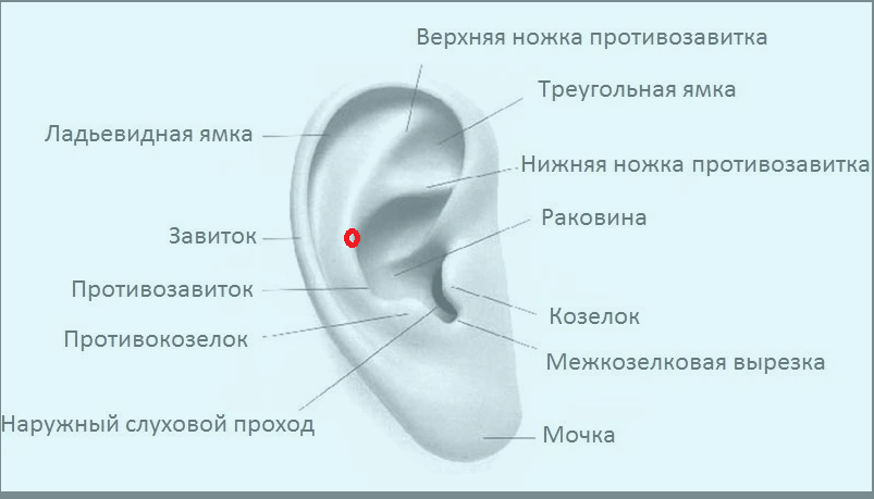 Почему уши холодные. Точечный массаж ушной раковины. Ухо рисунок. Самомассаж уха. Ухи мерзнут.