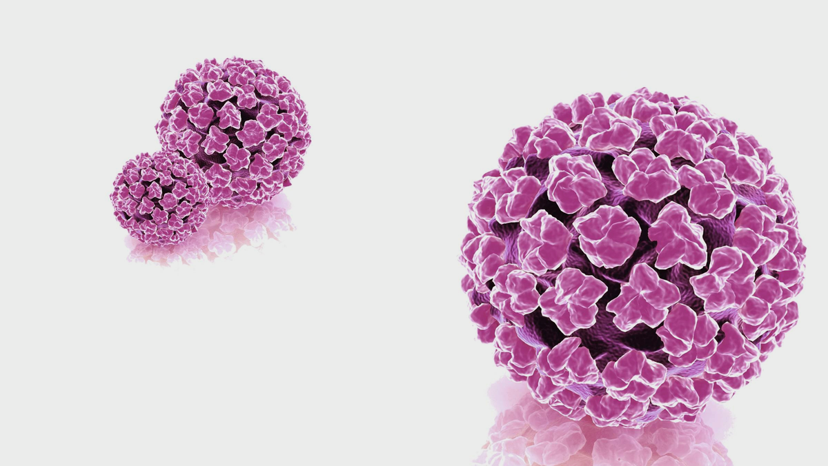 3D модель ВПЧ