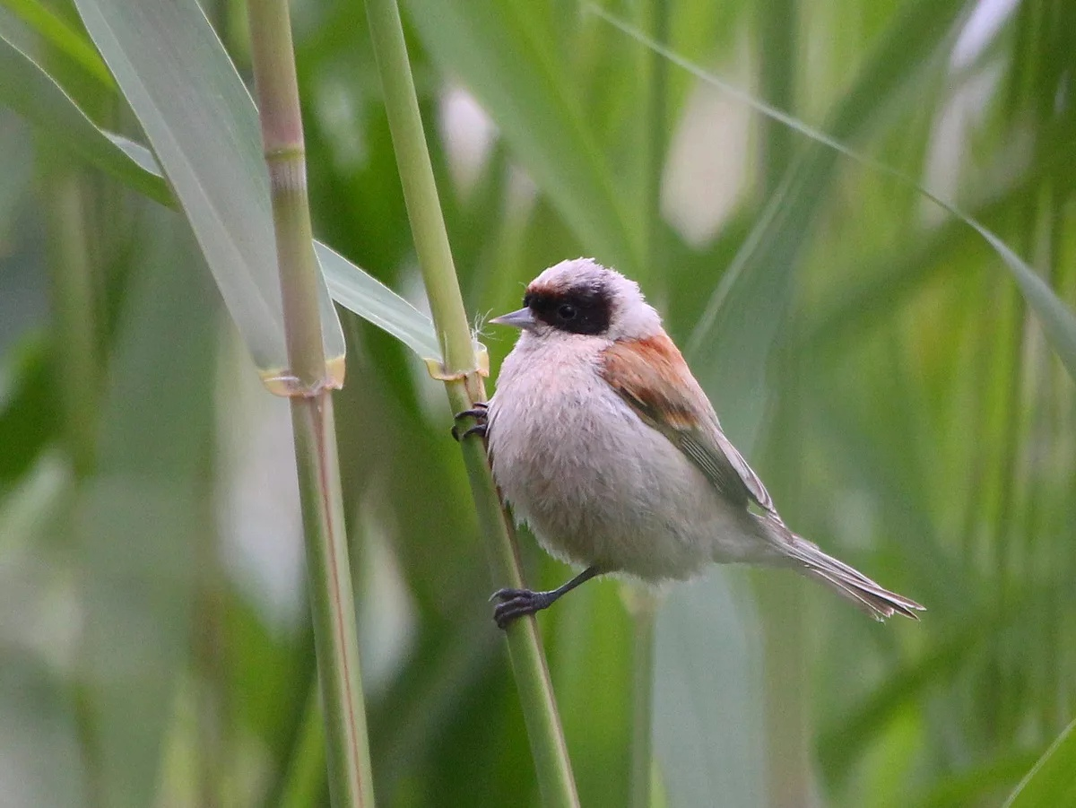 У этих птичек что-то пошло не так: маска создана чтобы скрывать личность бандитов, а не делать их более узнаваемыми. 