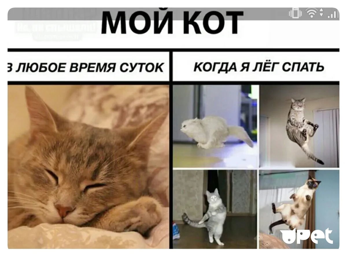 Картинки для мемов с котиками