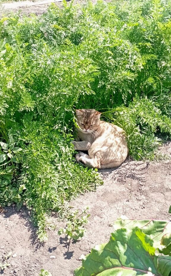 Мой собственный царь зверей