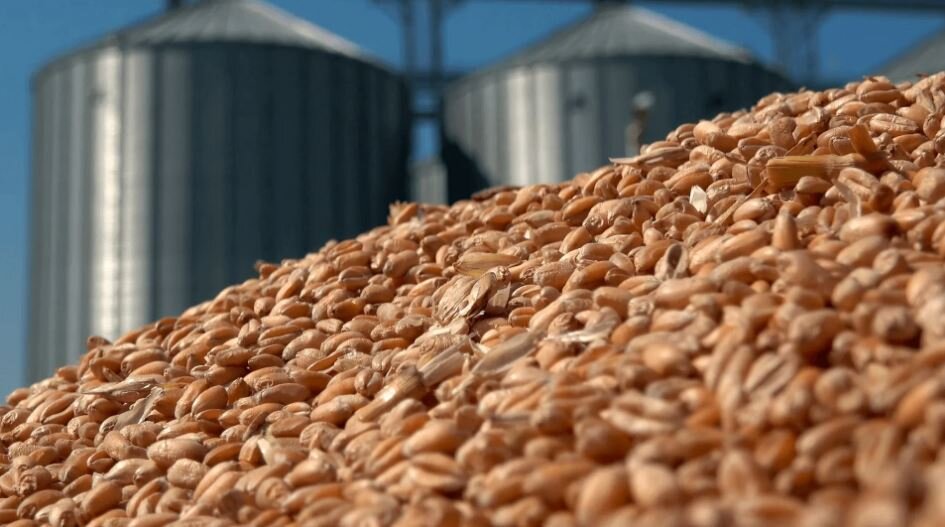 Зерно пшеницы (иллюстрация из открытых источников)