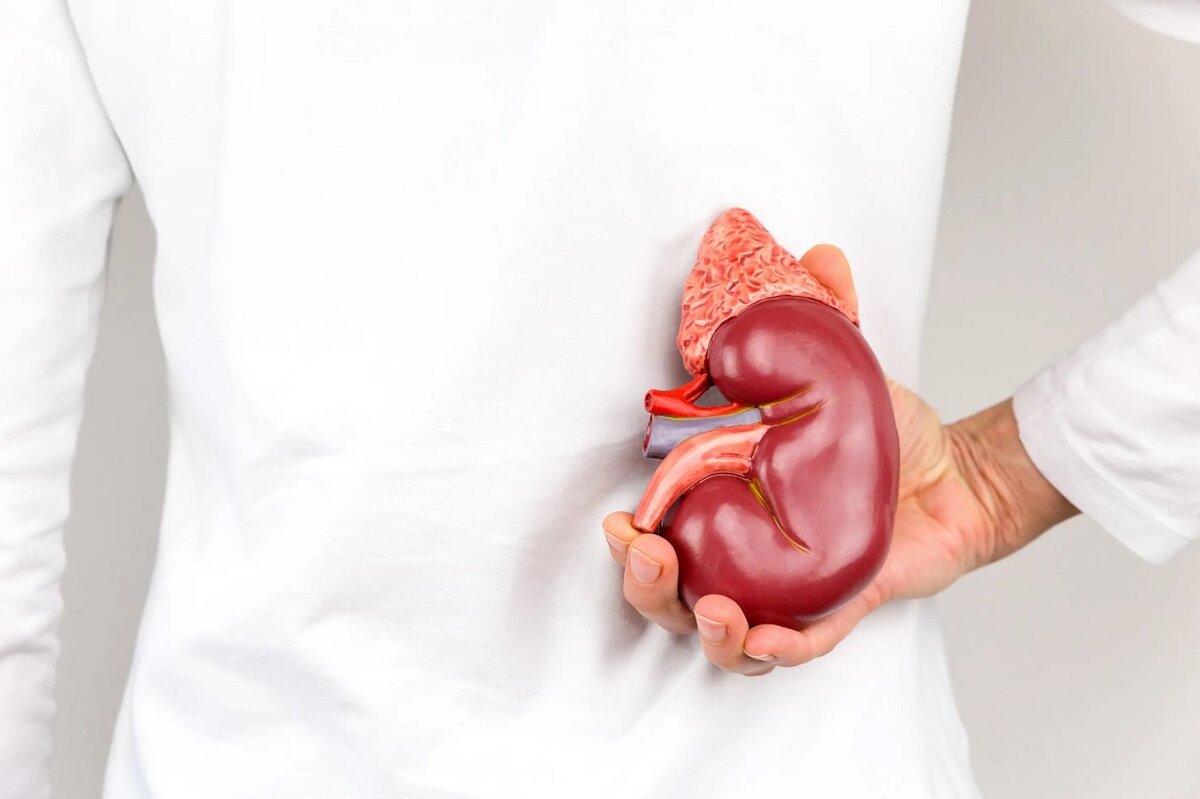     Ученые из Кембриджа смогли сделать донорские органы пригодными для трансплантации людям с любой группой крови