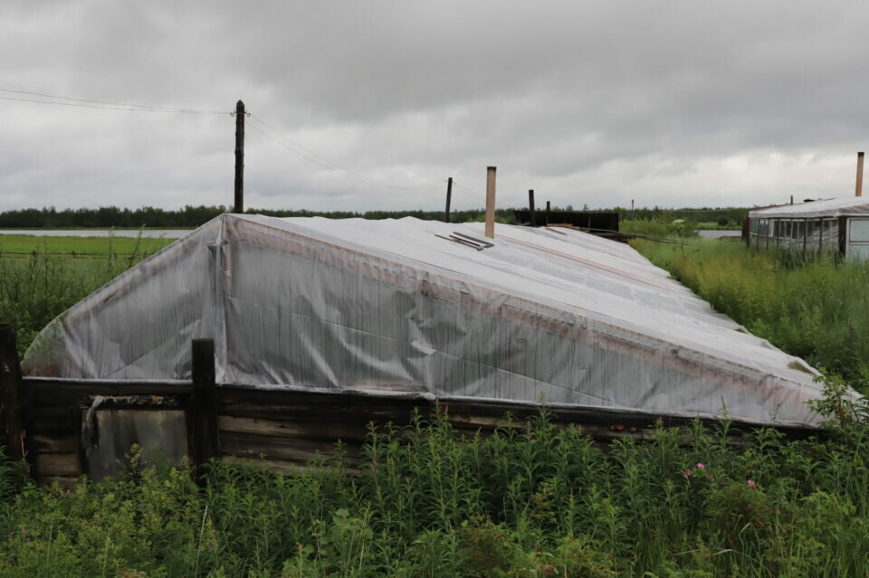 Теплица во всей красе, автор фото: Анна Сергучева