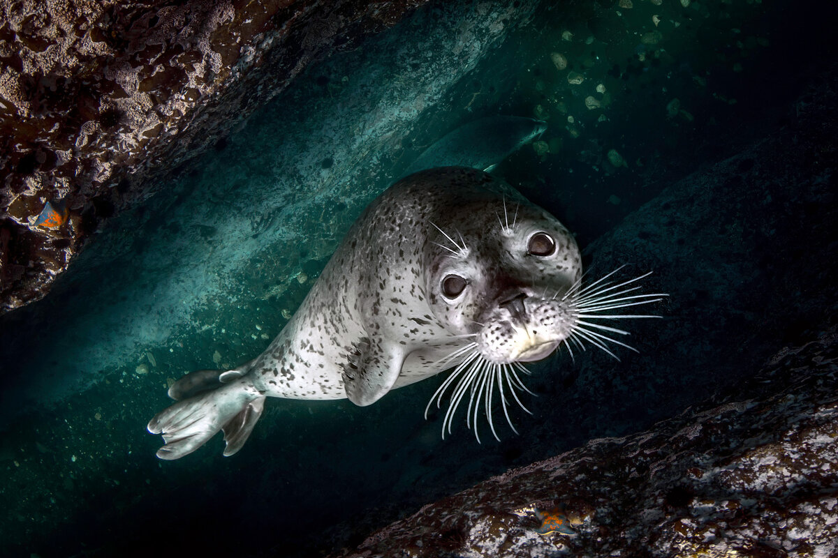 Степан Решетников