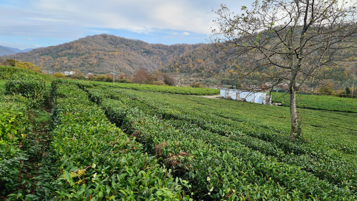 Чайная плантация в Ахинтаме