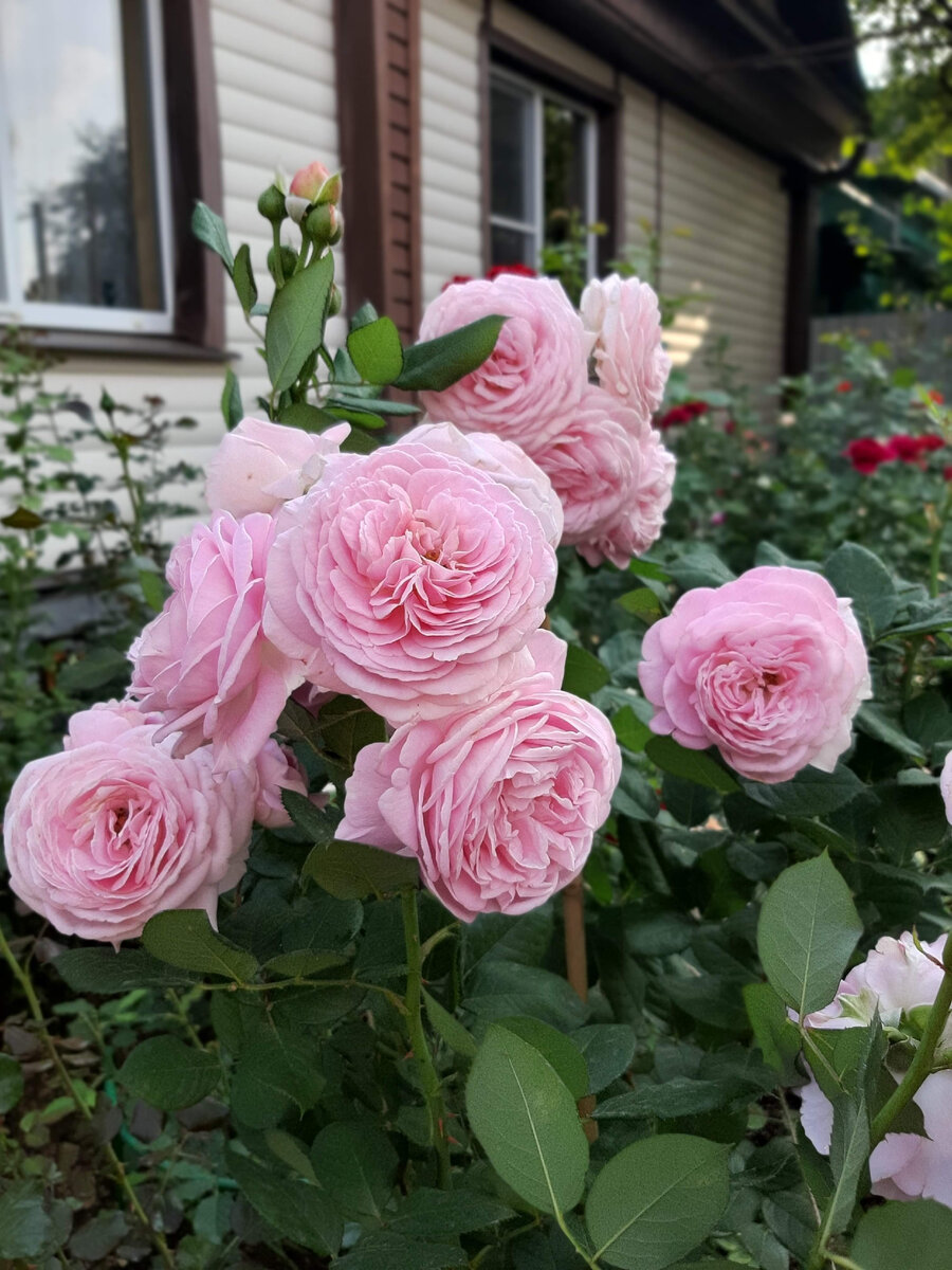 Rosengräfin Marie Henriette. 2022 год