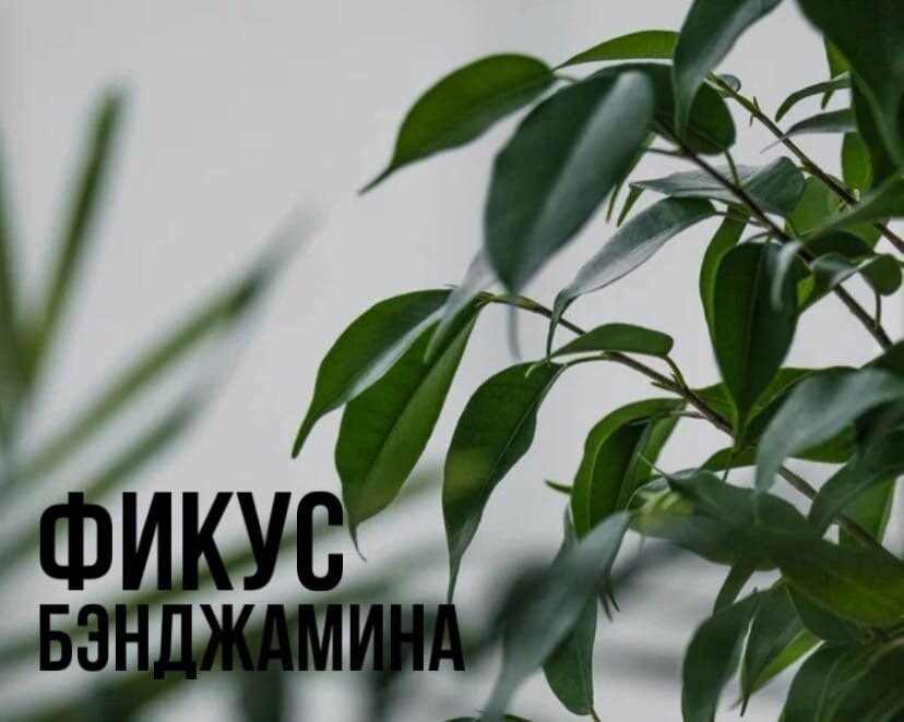 Фикус Бэнджамина Даниэль