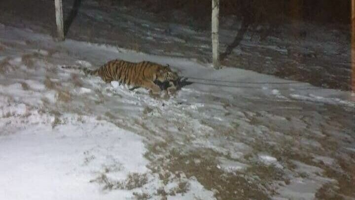     Амурский тигр загрыз собаку в одном из муниципалитетов Приморья. Администрация обеспокоена поведением хищника — представители власти обратились к местным жителям с просьбой.