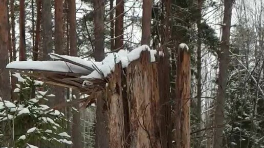 Выживание в дикой природе бушкрафт