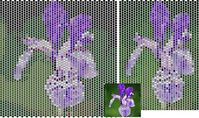 Ирис схема 1 класс