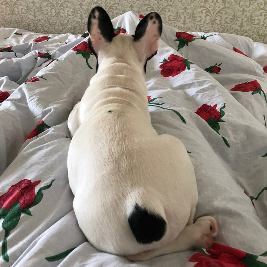 Зайцы в здании