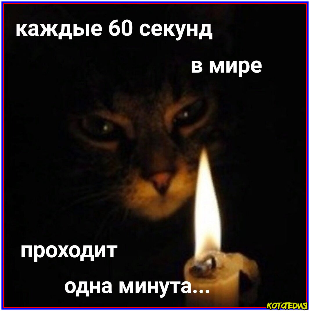 Мемы про котов с надписями