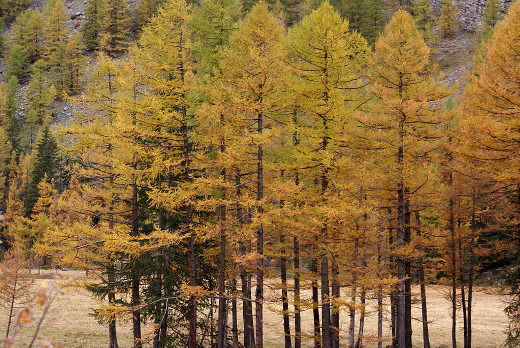 Хвоя лиственницы подобно листьям осенью желтеет и опадает на зиму