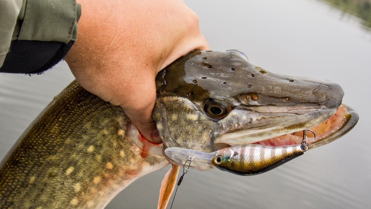 Фото: Яндекс.Картинки 